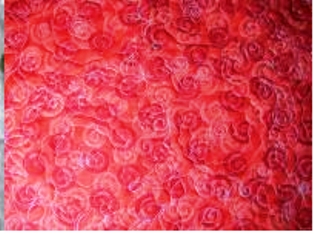 Whole Quilt Back - Martha