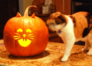 Princess & the Pumpkin