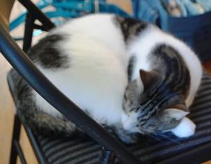 Look who's sitting on my chair