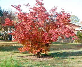 Our dogwood tree Nov 2010