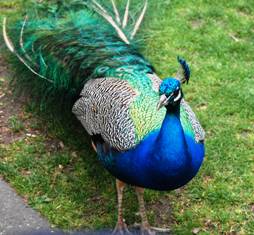 Victoria Peacock Victoria Peacock