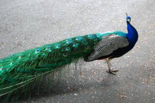 Victoria Peacock 2 Victoria Peacock 2