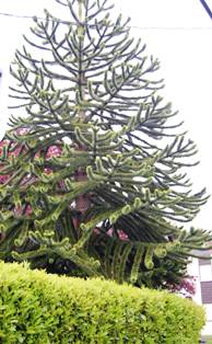 Victoria Monkey Tree