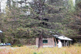 Taku Lodge Bear in the tree
