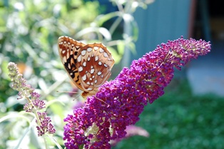 Butterfly 4