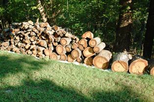 Cottage our oak tree