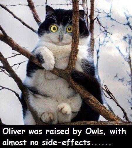 Oliver raised by owls....