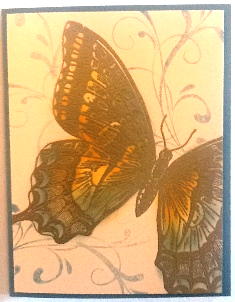 Swallowtail 2